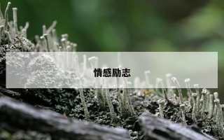 情感励志