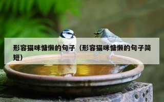 形容猫咪慵懒的句子（形容猫咪慵懒的句子简短）