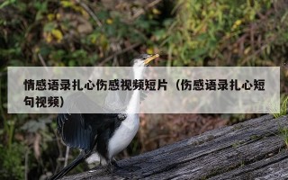情感语录扎心伤感视频短片（伤感语录扎心短句视频）