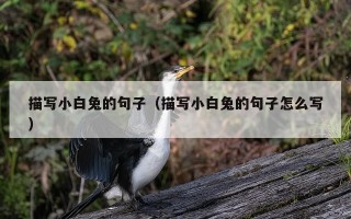 描写小白兔的句子（描写小白兔的句子怎么写）