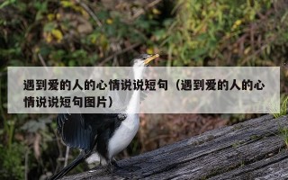 遇到爱的人的心情说说短句（遇到爱的人的心情说说短句图片）