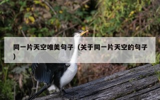 同一片天空唯美句子（关于同一片天空的句子）