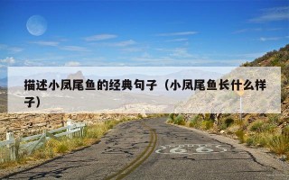 描述小凤尾鱼的经典句子（小凤尾鱼长什么样子）