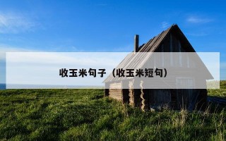 收玉米句子（收玉米短句）