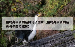 招聘高薪资的经典句子图片（招聘高薪资的经典句子图片搞笑）