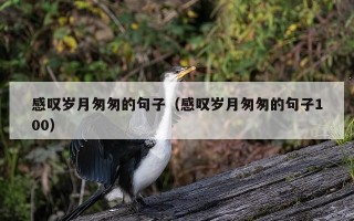 感叹岁月匆匆的句子（感叹岁月匆匆的句子100）