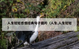 人生短短感悟经典句子图片（人生,人生短短）