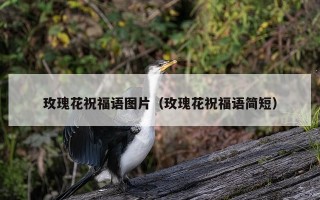 玫瑰花祝福语图片（玫瑰花祝福语简短）