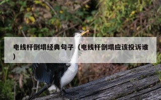电线杆倒塌经典句子（电线杆倒塌应该投诉谁）