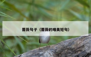 蔷薇句子（蔷薇的唯美短句）