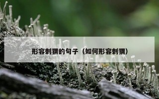 形容刺猬的句子（如何形容刺猬）