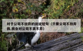 对于公司不放弃的说说短句（只要公司不放弃我,我会对公司不离不弃）