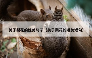 关于梨花的优美句子（关于梨花的唯美短句）